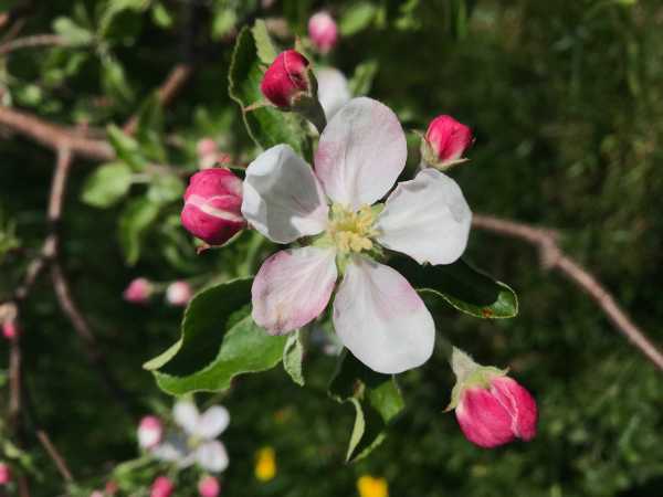 apple blossom on tree