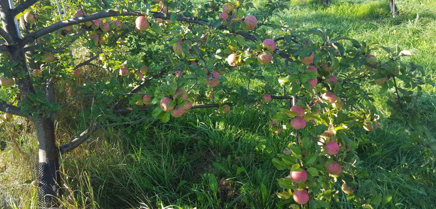 Stembridge Cluster at Eden