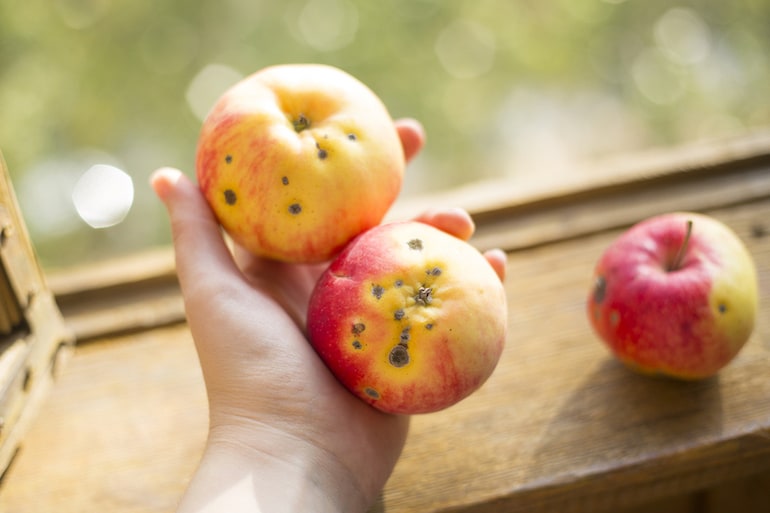 What Makes Apples Organic?