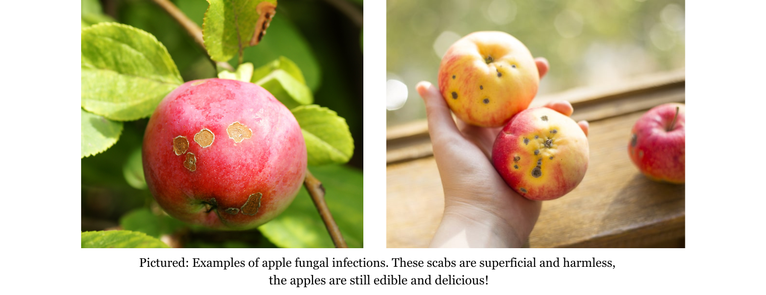 Apples with fungal infections - still perfectly edible!