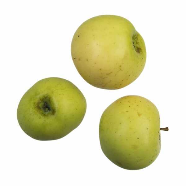 Granny Smith the accidental apple