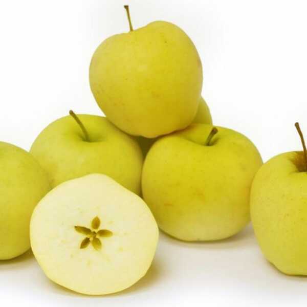 GRANNY SMITH apple fruit seedling - FRUTI KOMERC