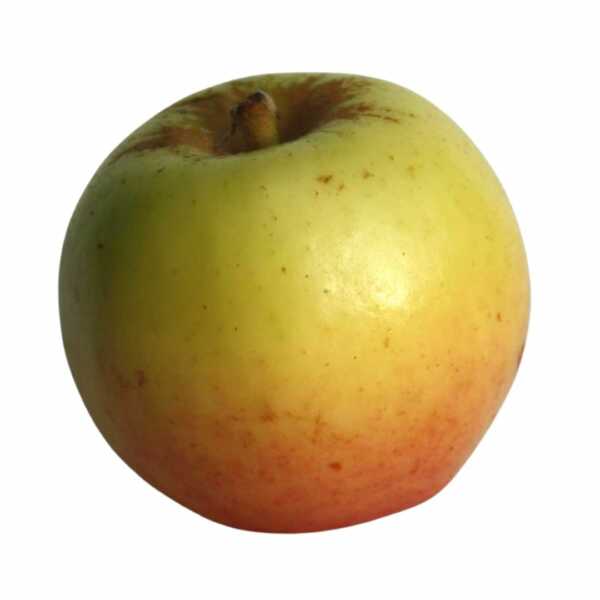 GRANNY SMITH apple fruit seedling - FRUTI KOMERC