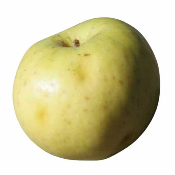 Granny Smith the accidental apple