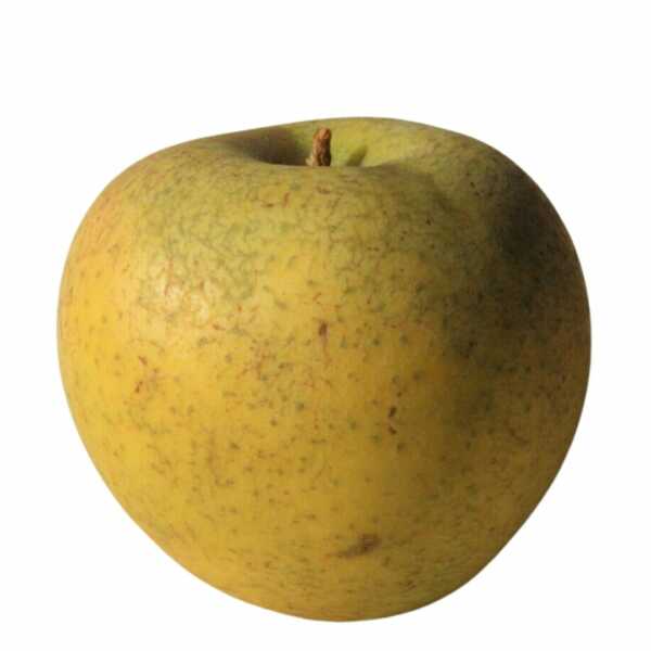 GRANNY SMITH apple fruit seedling - FRUTI KOMERC