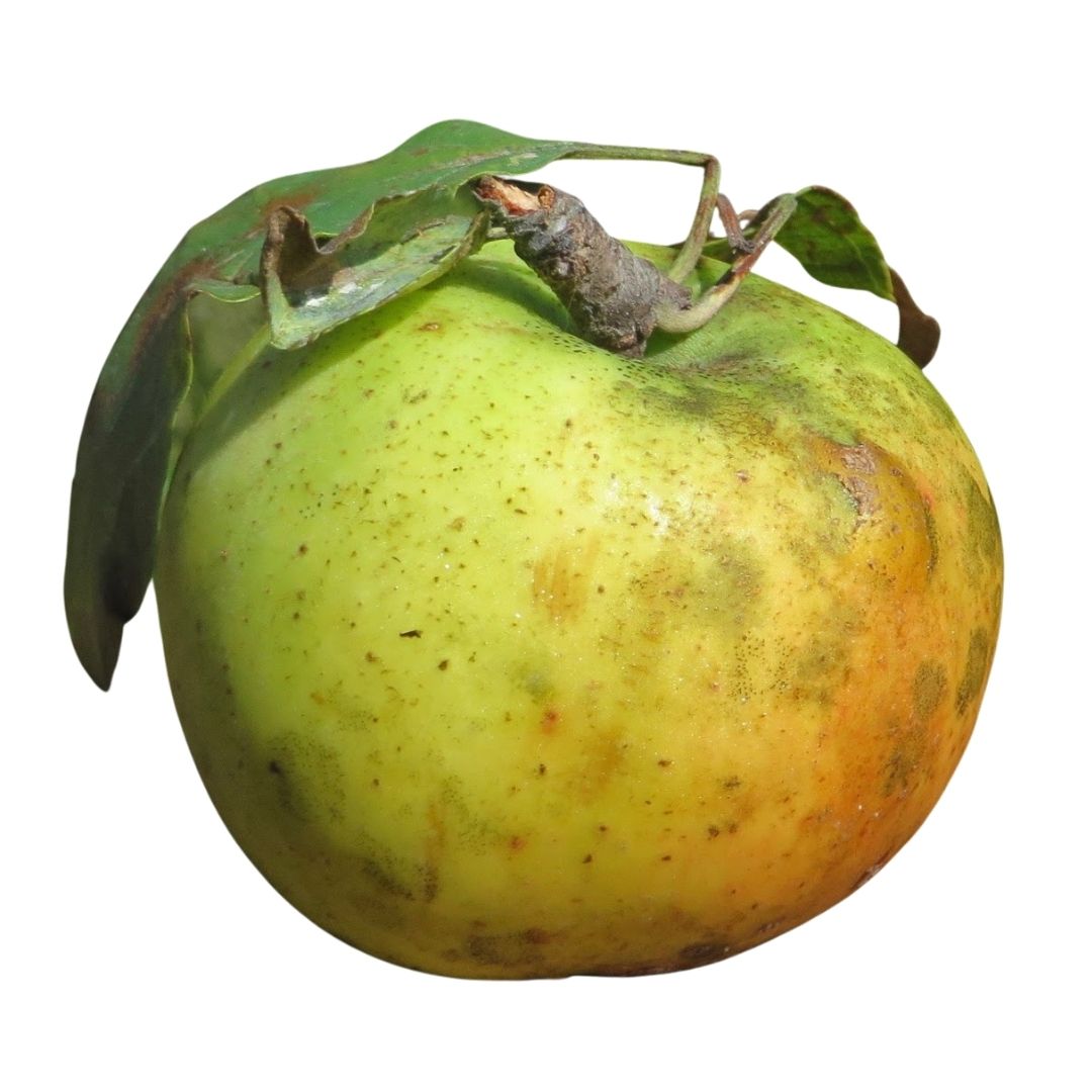 Sustainably harvested Vermont heirloom cider apples Eden Ciders