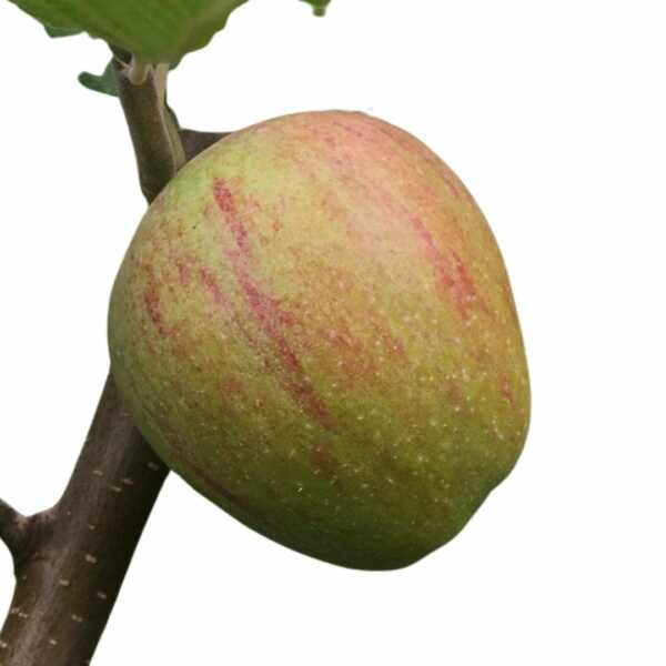 Stembridge Cluster | Sustainably grown cider apple | Eden Ciders